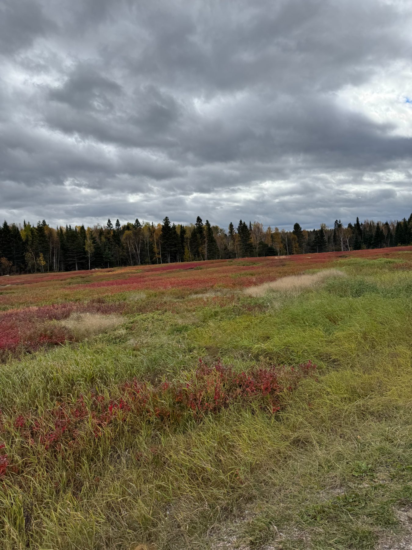 Le champ en automne