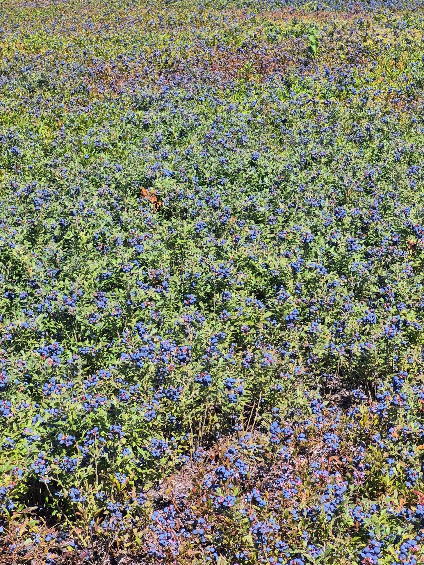 Champ de bleuets