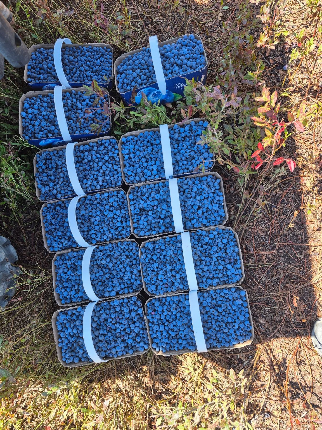 Casseaux de bleuets